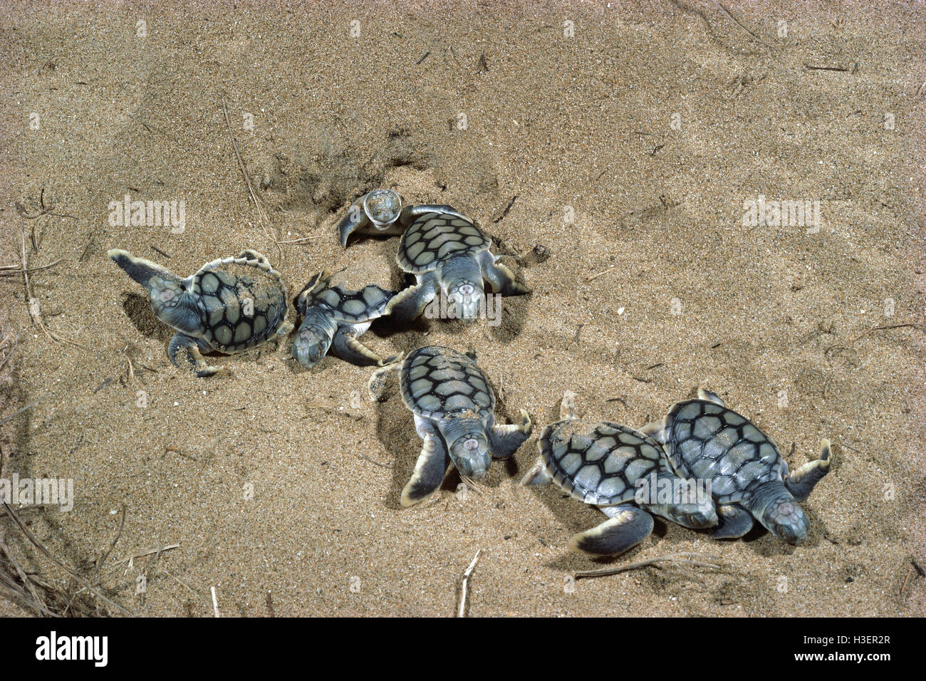 Flatback Schildkröte (Natator Depressus), Jungtiere. Stockfoto