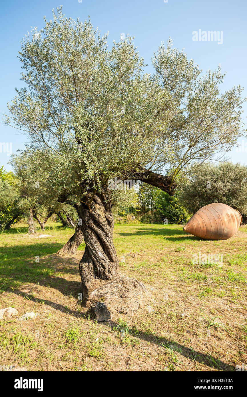 Olivenbäume und großen irdenen Krug für Öl. Stockfoto