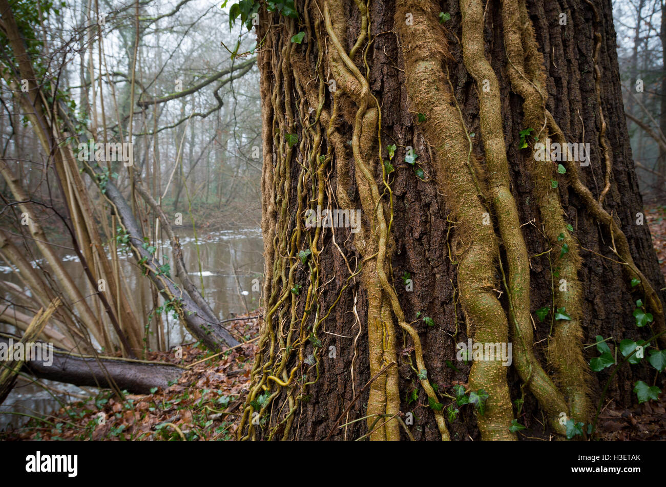 Baum mit Efeu Lianen in einem herbstlichen Wald bedeckt Stockfoto