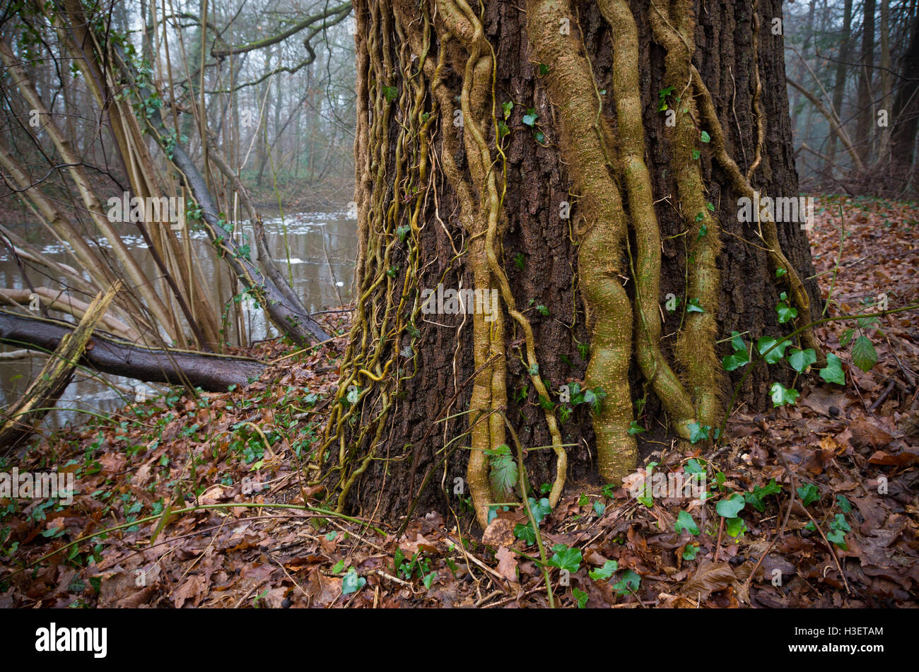Baum mit Efeu Lianen in einem herbstlichen Wald bedeckt Stockfoto