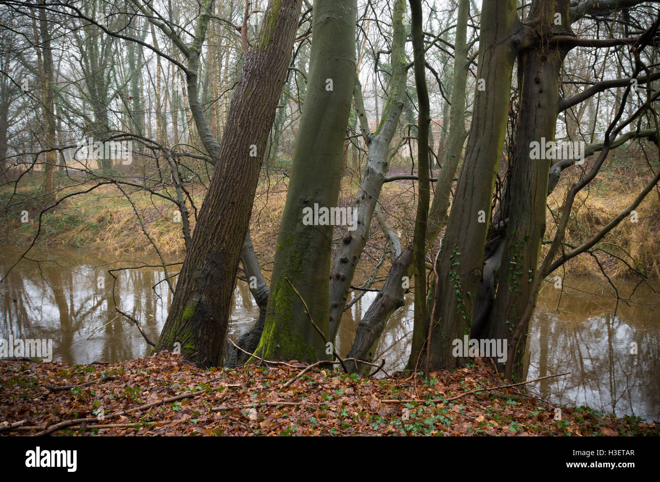 Baumgruppe entlang eines kleinen Flusses Stockfoto