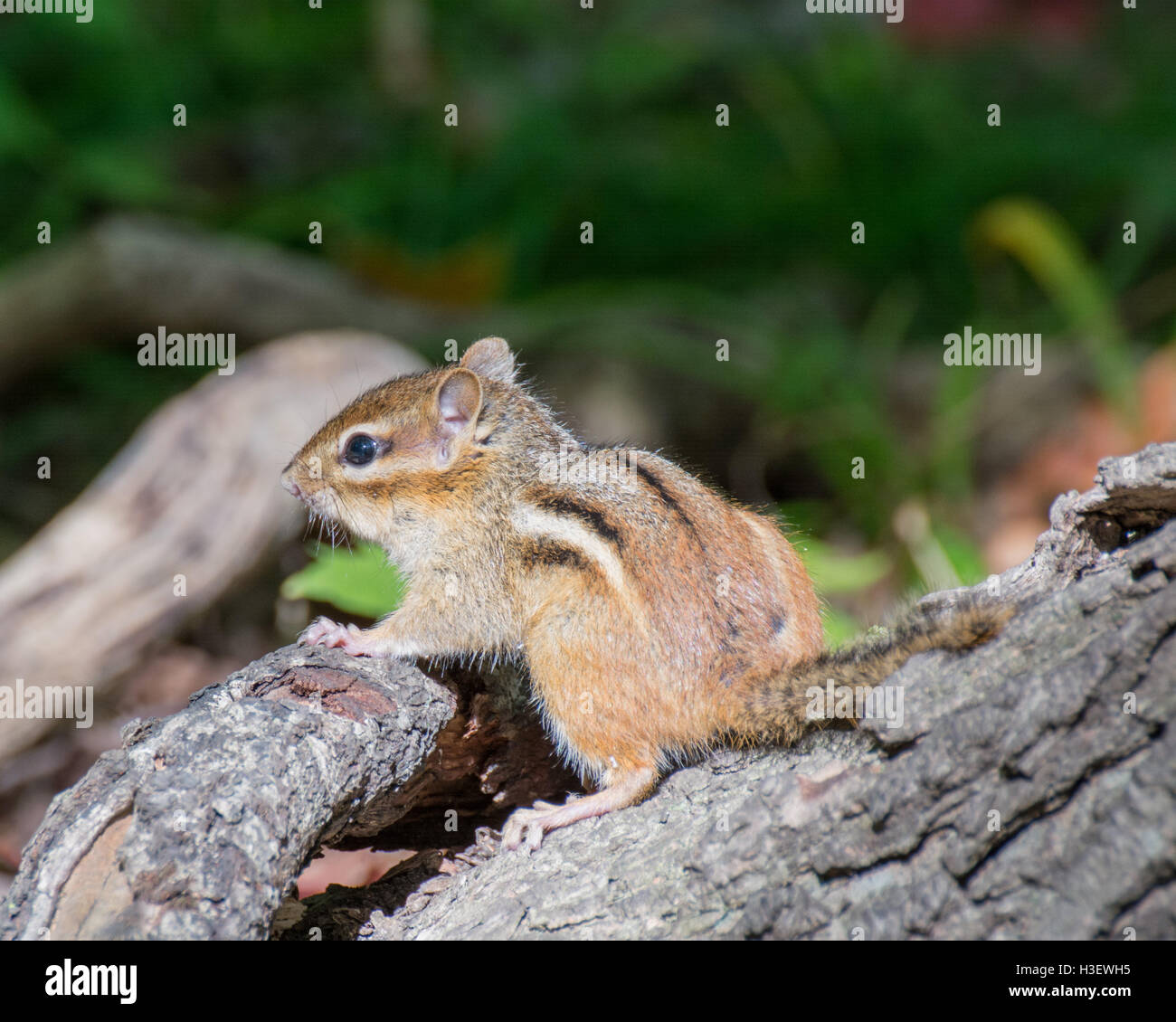 Ein Streifenhörnchen thront auf einem Baumstumpf. Stockfoto