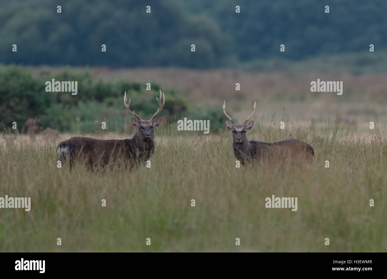 Paar von Sika Rotwild (Hirsche) - Cervus Nippon. Stockfoto