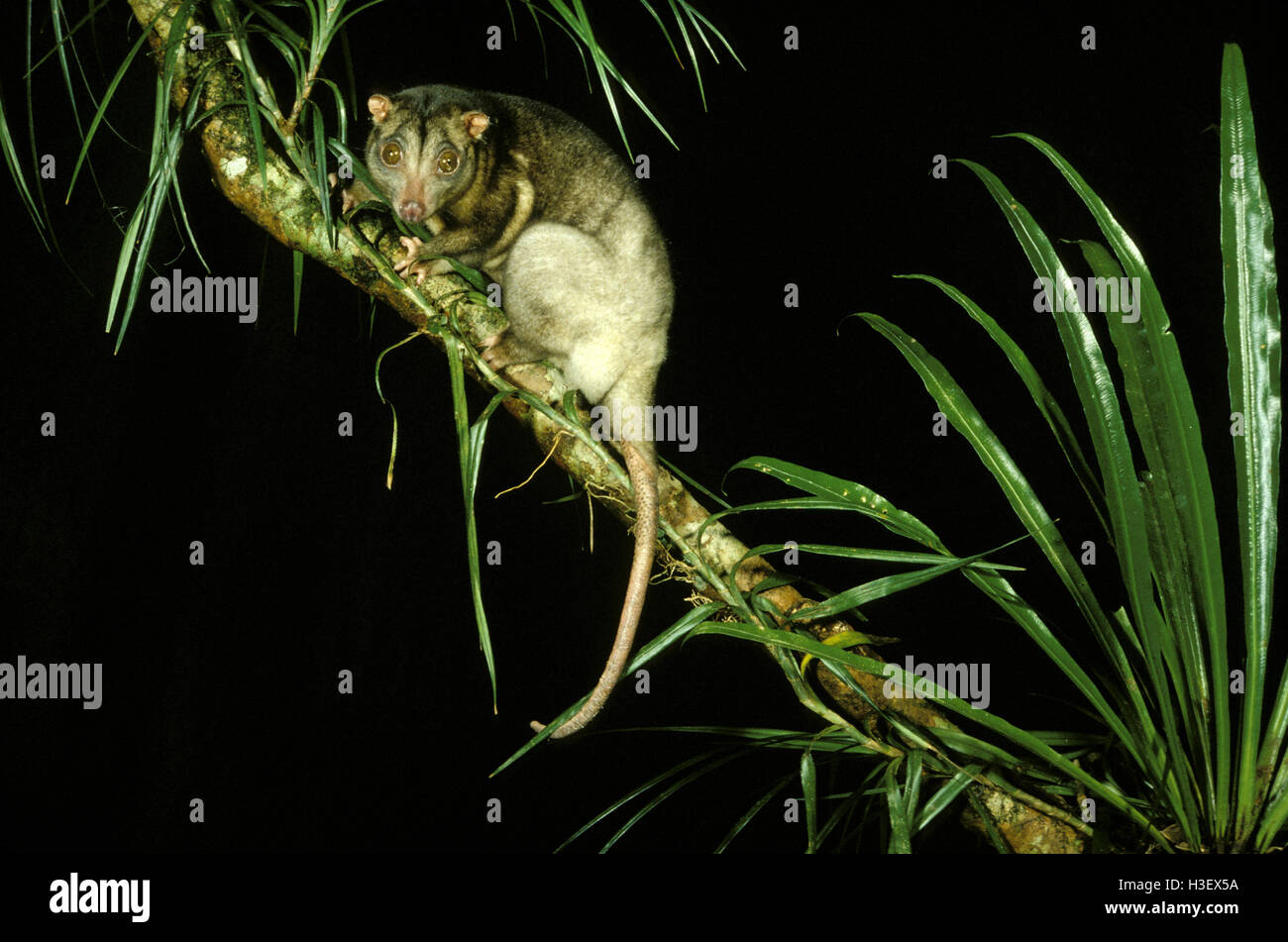 Südlichen gemeinsamen Cuscus (Australien Mimicus) Stockfoto