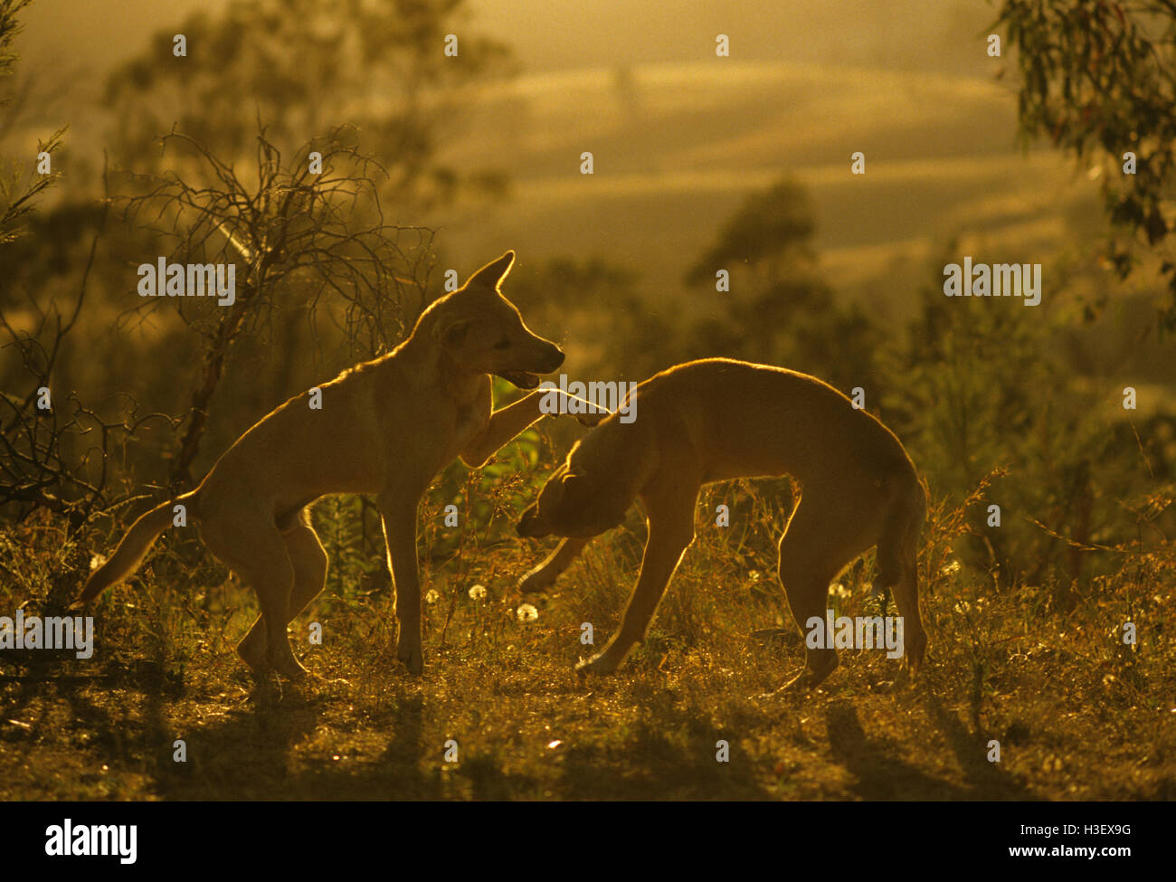 Dingo (Canis Dingo) Stockfoto