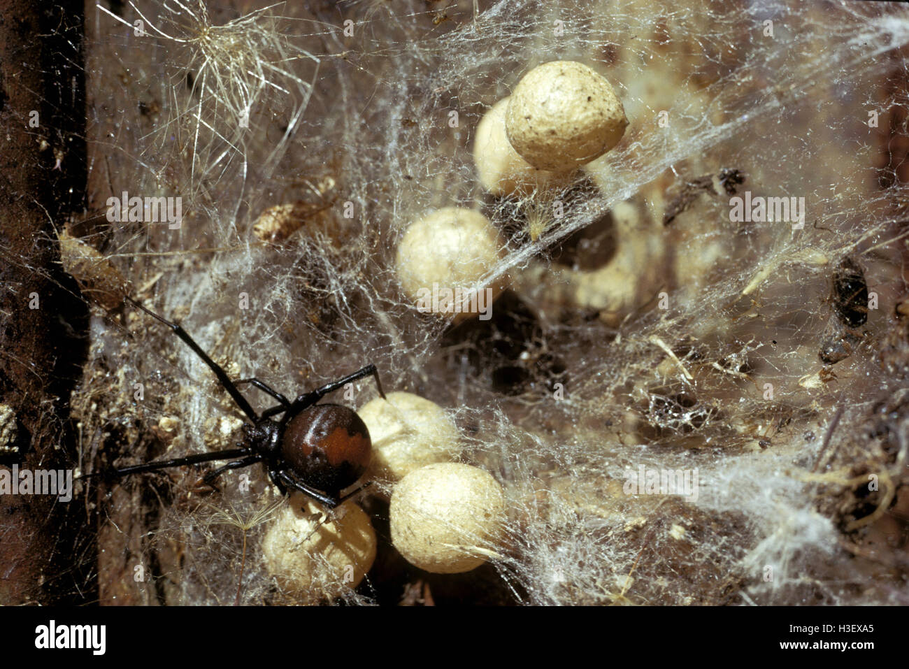Redback Spinne (Latrodectus Hasselti) Stockfoto