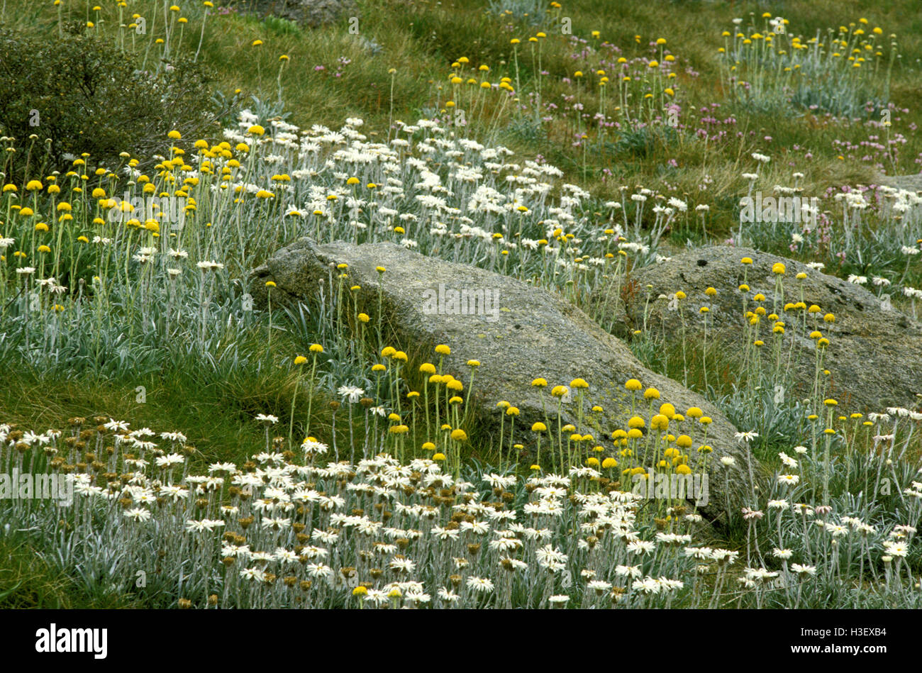 Wildblumenwiese, Silberschnee Gänseblümchen und Billy Buttons (Celmisia SP. Craspedia sp.) Stockfoto