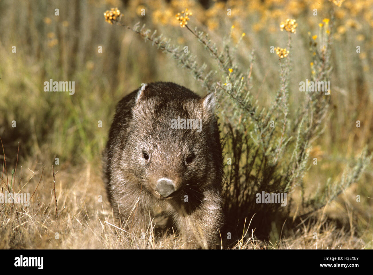 Gemeinsamen Wombat (Vombatus Ursinus) Stockfoto
