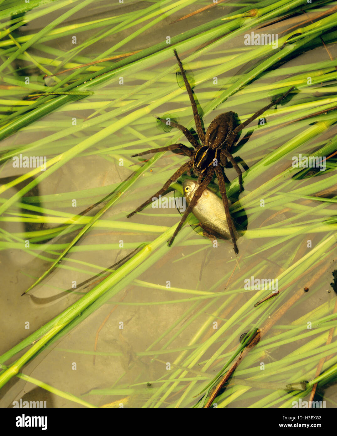 Kea (Dolomedes sp.) Stockfoto