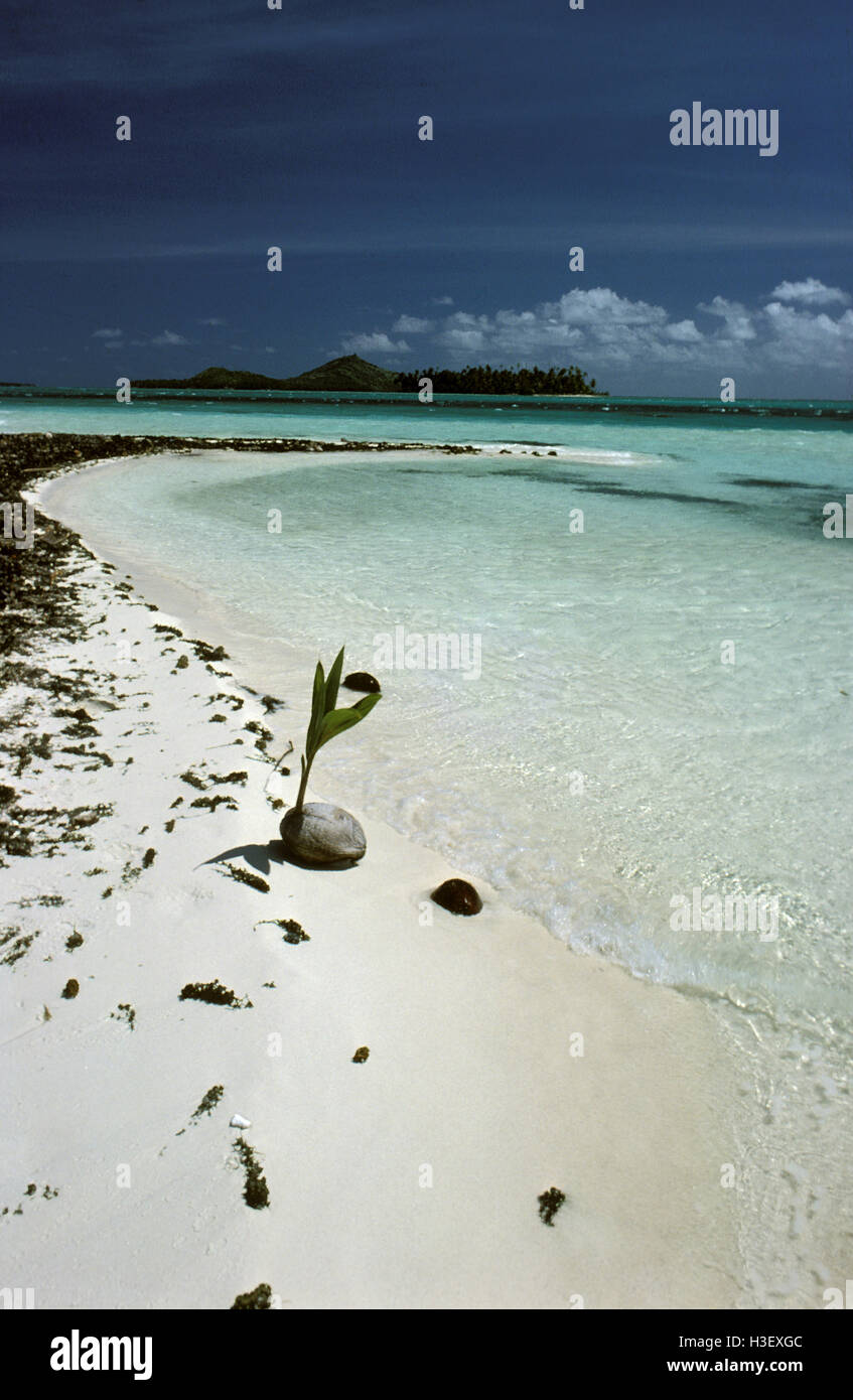 Kokospalme (Cocos nucifera) Stockfoto