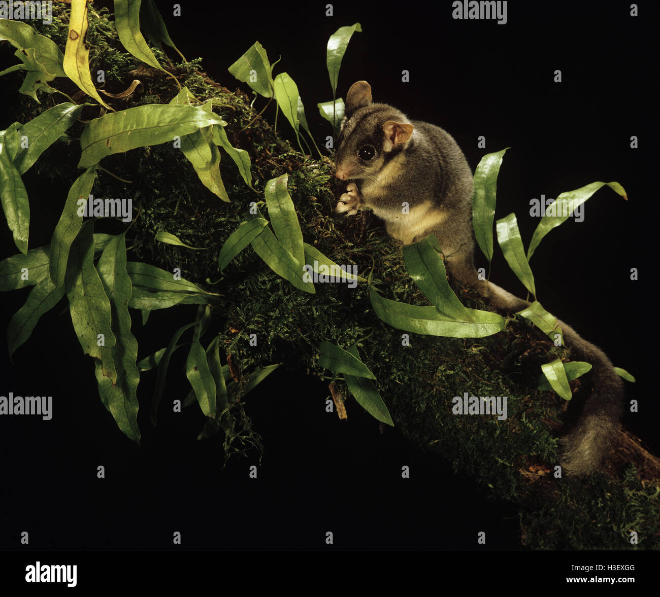 Leadbeater das Possum (Gymnobelideus Leadbeateri Stockfotografie Alamy