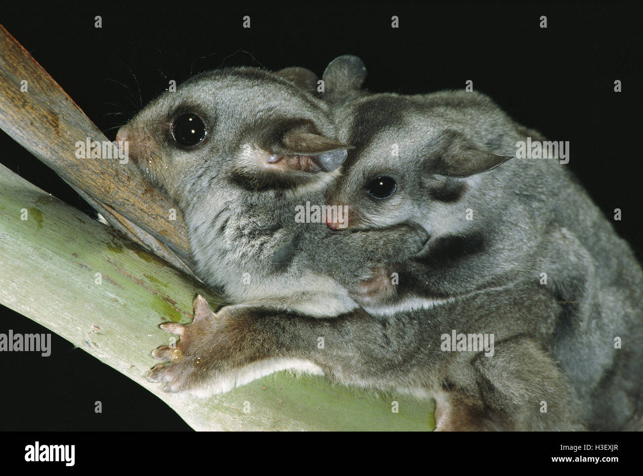 Sugar Glider (Petaurus breviceps) Stockfoto