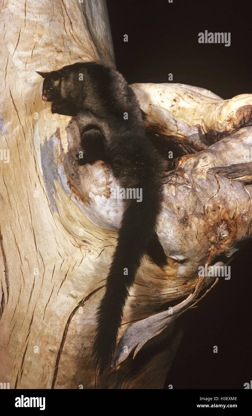 Bauche Segelflugzeug (Petaurus Australis) Stockfoto