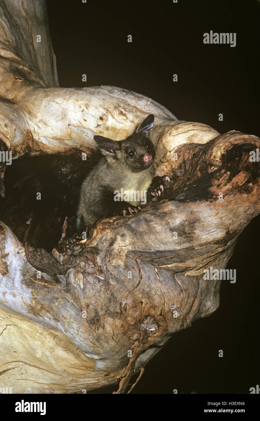 Bauche Segelflugzeug (Petaurus Australis) Stockfoto