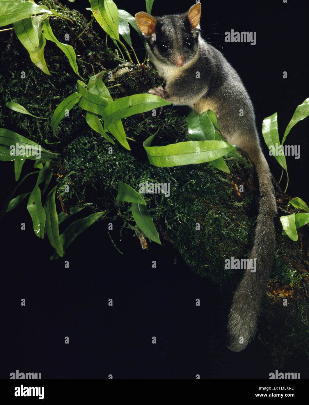 Leadbeater das Possum (Gymnobelideus Leadbeateri) Stockfoto