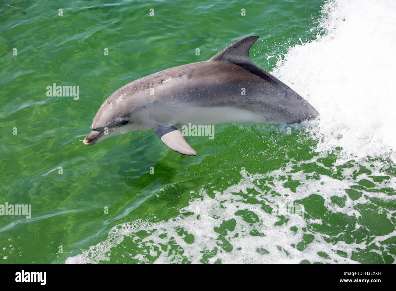 Delphin springen aus dem Wasser und Anschluss an ein Boot auf Kangaroo Island, South Australia Stockfoto