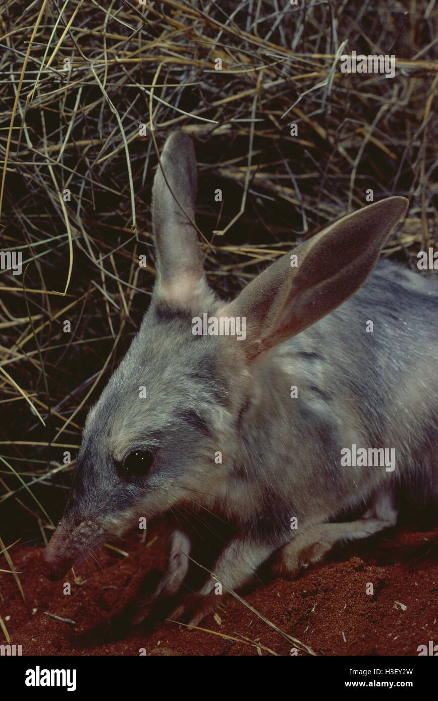 Größere Bilby (Macrotis Lagotis) Stockfoto