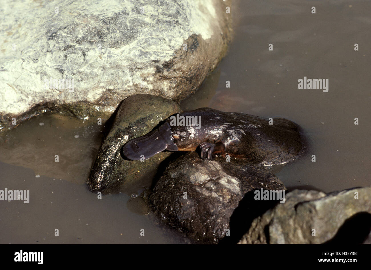 Platypus (Ornithorhynchus Anatinus) Stockfoto