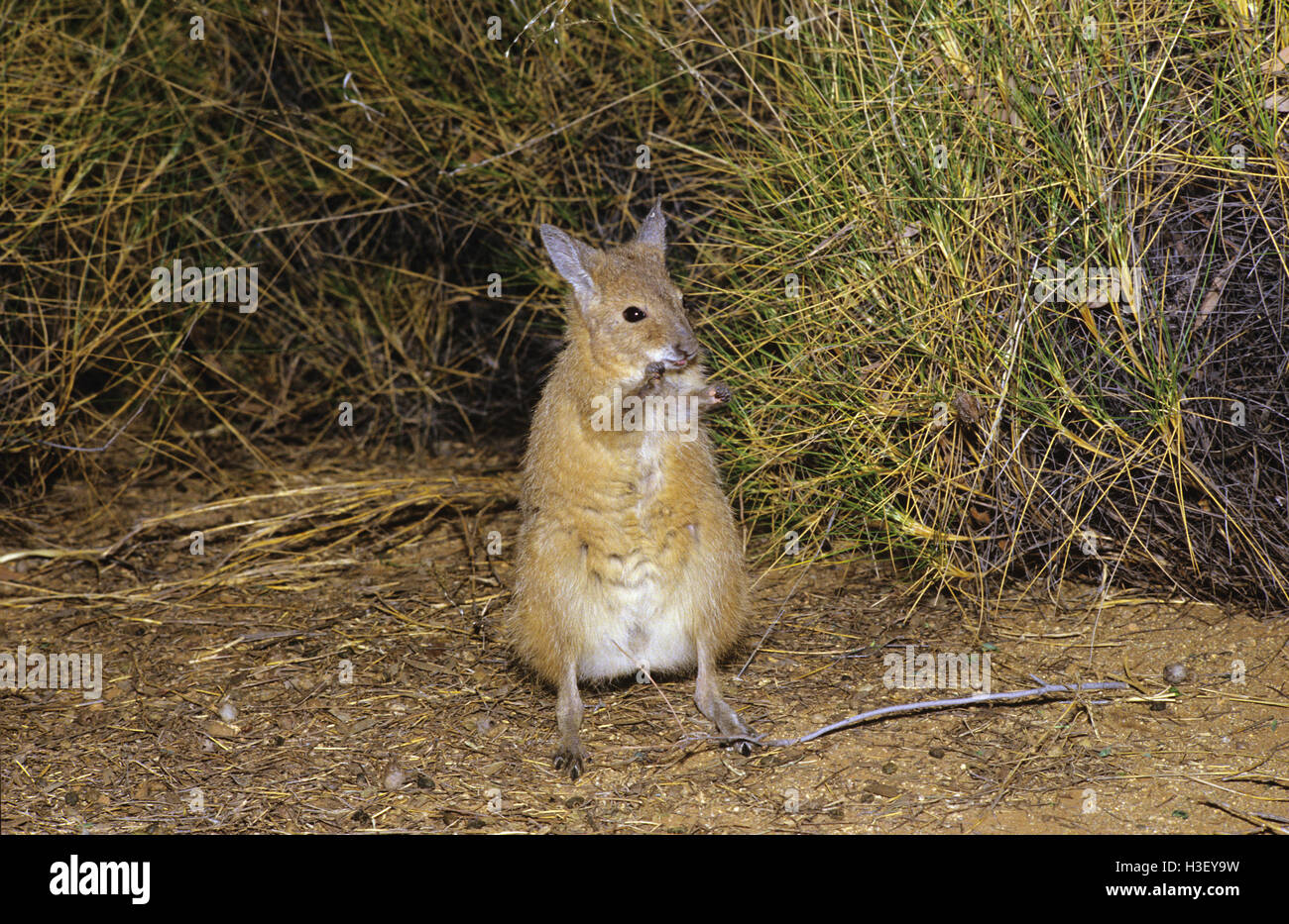 Rufous Hase-Wallaby (Lagorchestes Hirsutus) Stockfoto