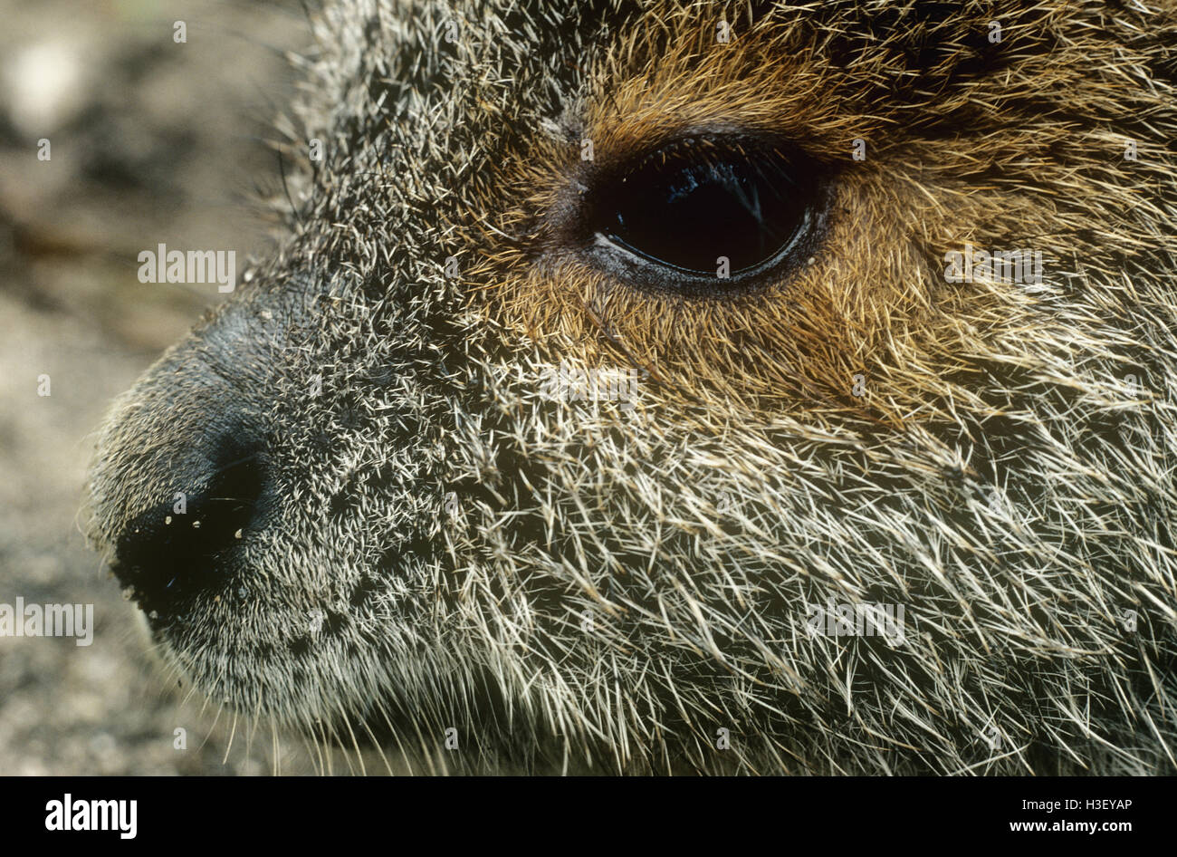 Brillentragende Hase-Wallaby (Lagorchestes Conspicillatus) Stockfoto