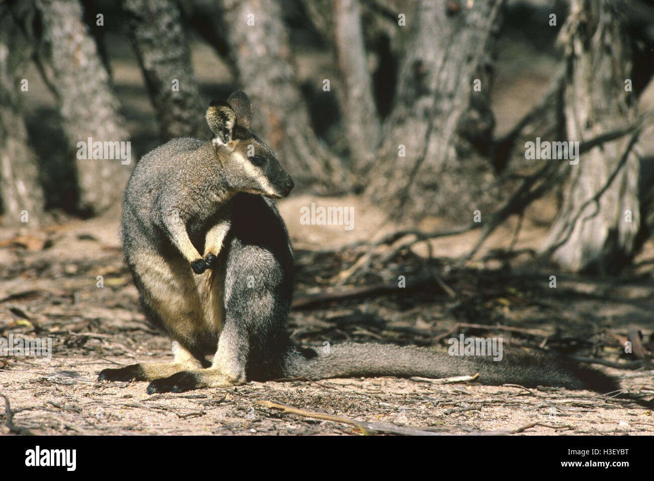 Westlichen Bürste Wallaby (Macropus Irma) Stockfoto