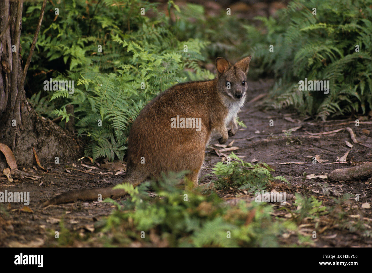 Parma Wallaby (Macropus Parma) Stockfoto