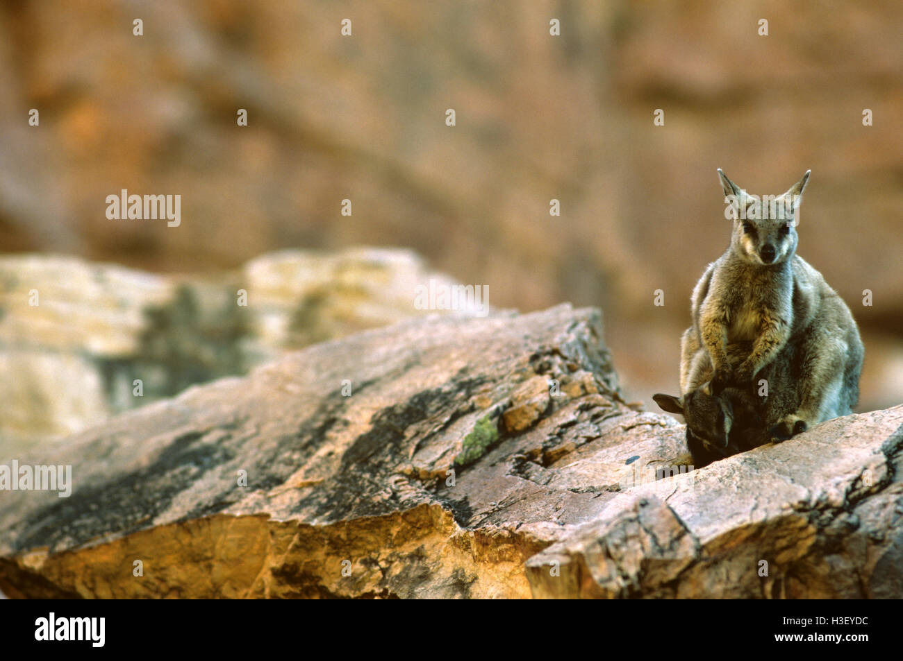 Flankiert von schwarzen Felsen-Wallaby (Petrogale Lateralis) Stockfoto
