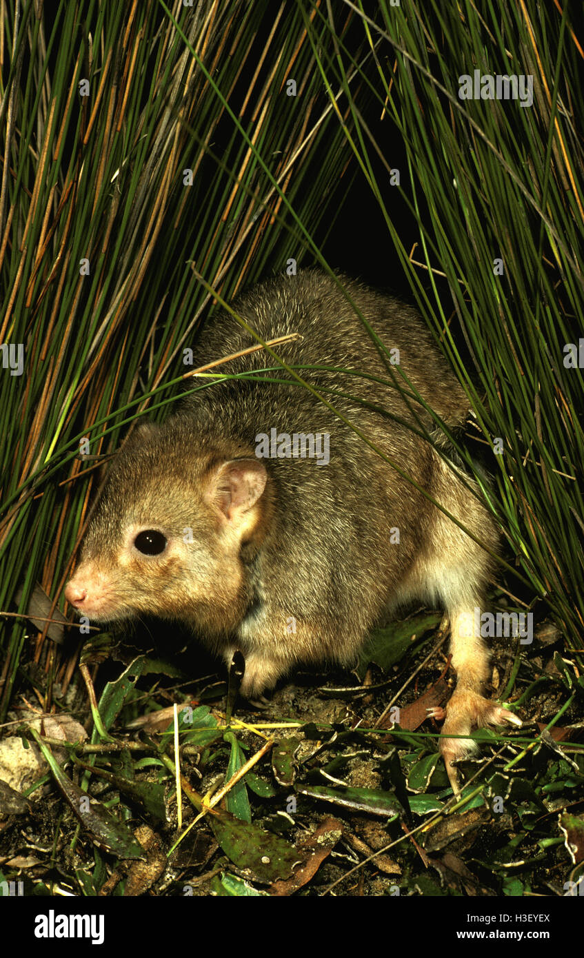Grabende Bettong (Bettongia Lesueur) Stockfoto