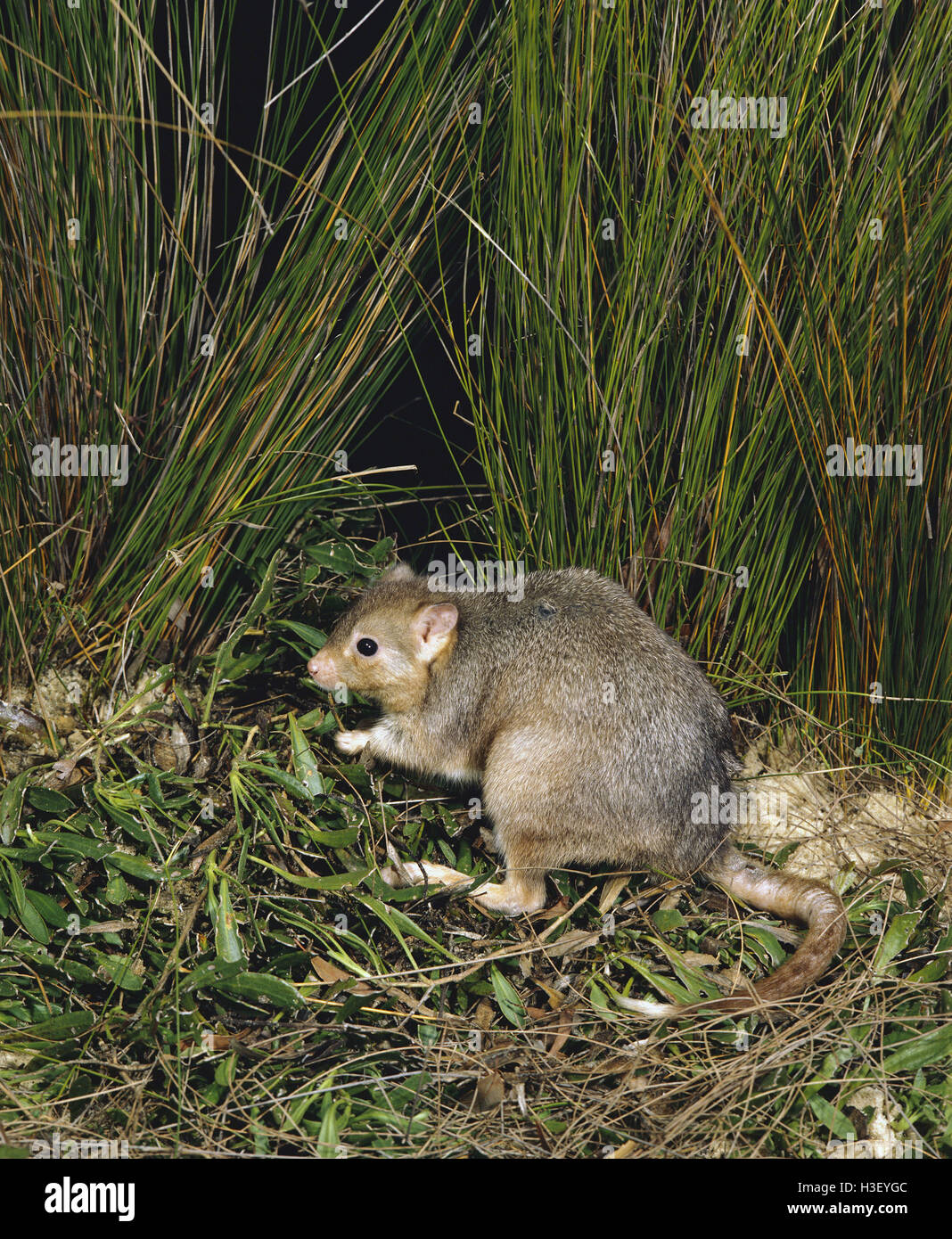 Grabende Bettong (Bettongia Lesueur) Stockfoto