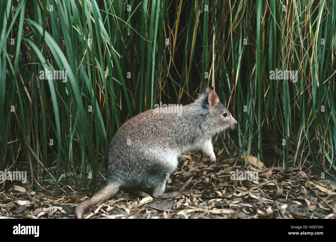 Rufous Bettong (Aepyprymnus saniert) Stockfoto