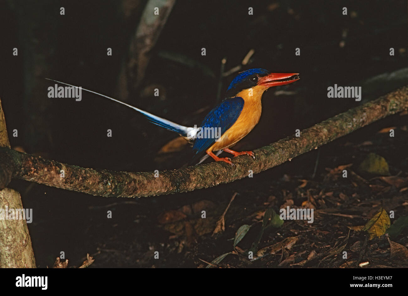 Buff-breasted Paradies - Kingfisher (Tanysiptera Sylvia) Stockfoto