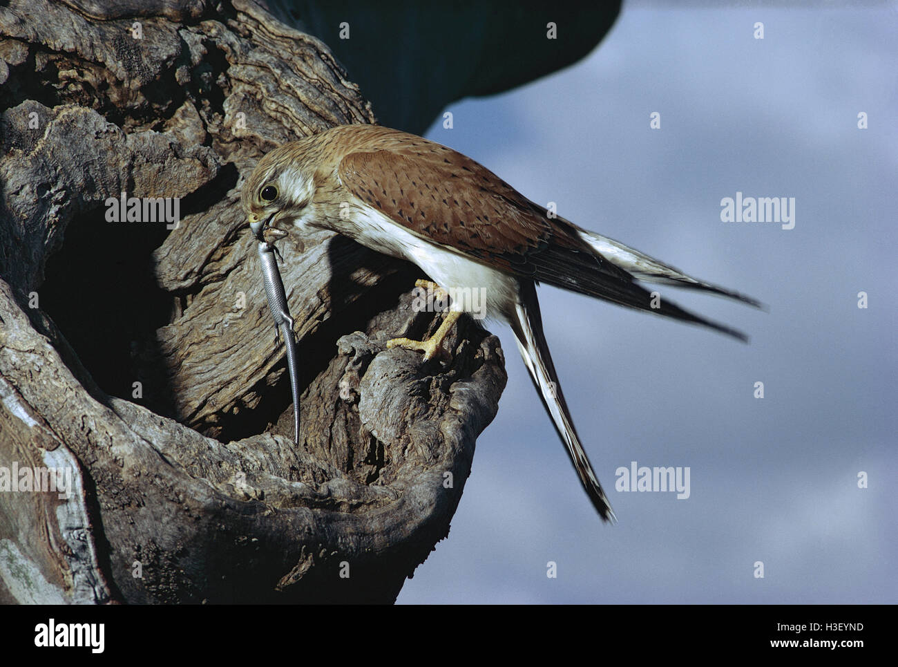 Nankeen Turmfalke (Falco cenchroides) Stockfoto
