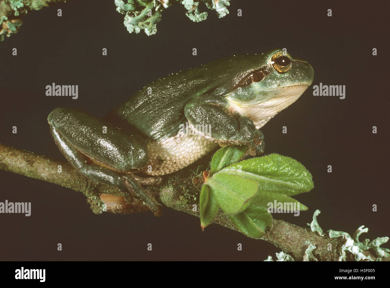 Europäischer Laubfrosch (Hyla Arborea) Stockfoto