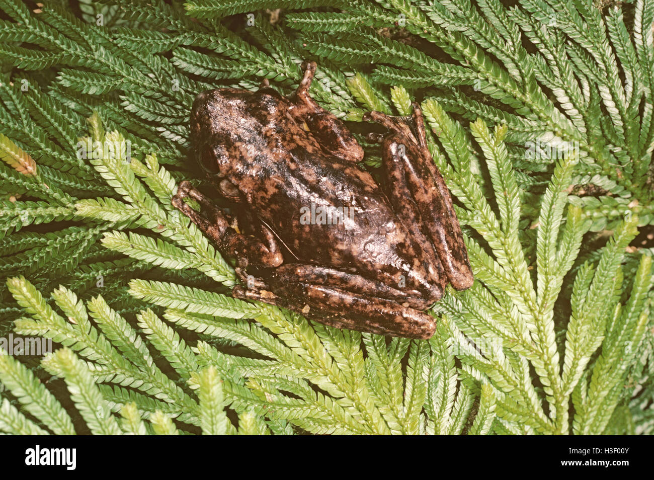 Roth's Tree Frog (Litoria rothii) Stockfoto