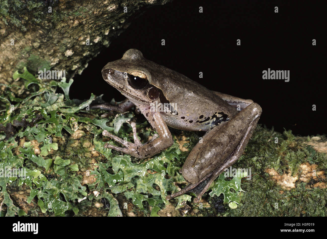 Breit-Traumanlagen Rakete-Frosch (Litoria Latopalmata) Stockfoto
