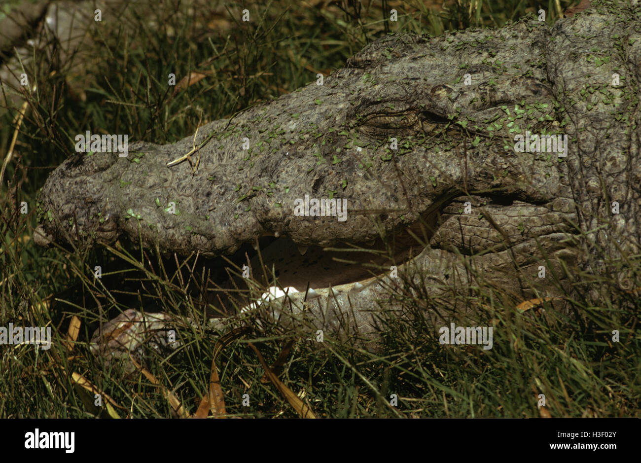 Straßenräuber (Crocodylus Palustris) Stockfoto