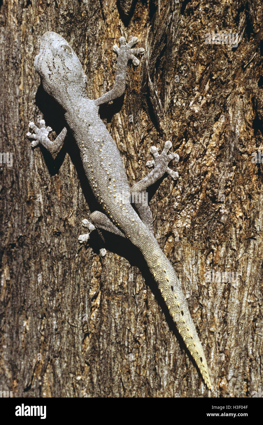 Nördlichen stacheligen-tailed Gecko (Strophurus Ciliaris) Stockfoto