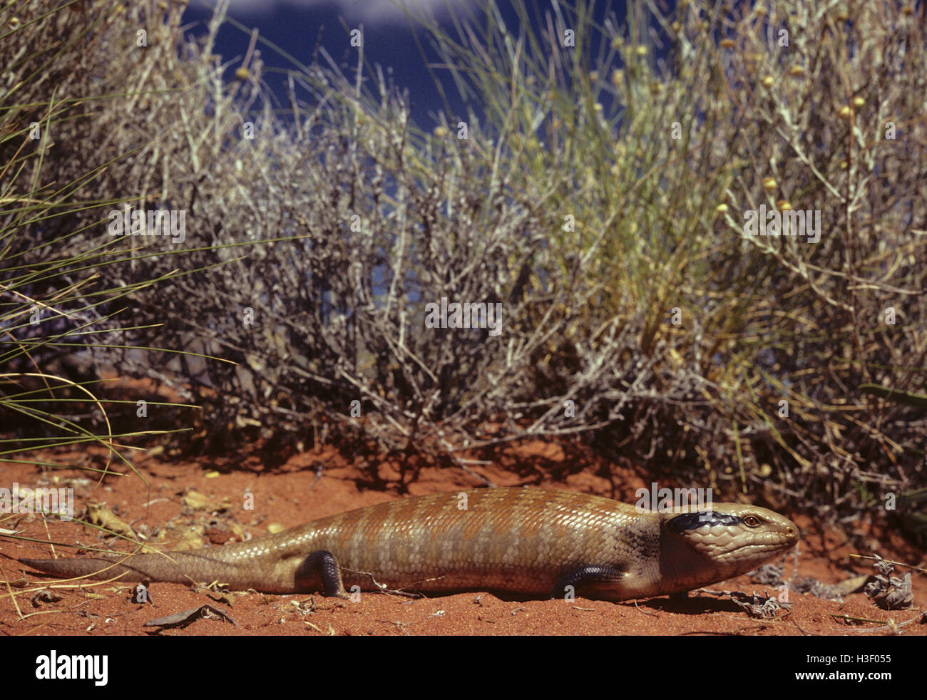 Centralian blau-genutet Eidechse (Tiliqua Multifasciata) Stockfoto