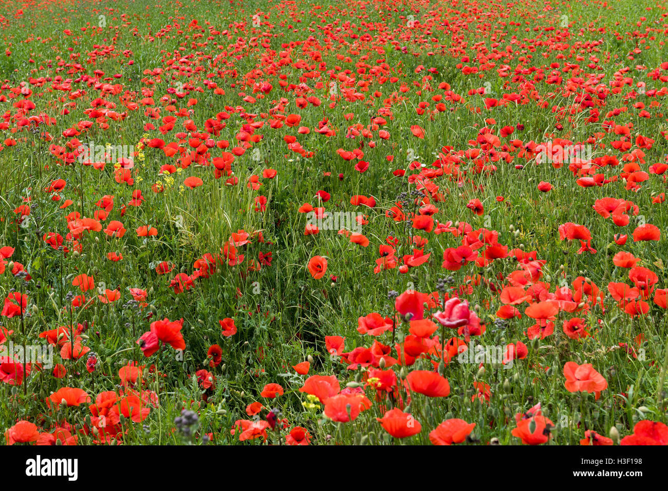 Poppy Field blühen im Sommer in Piemont, Italien Stockfoto