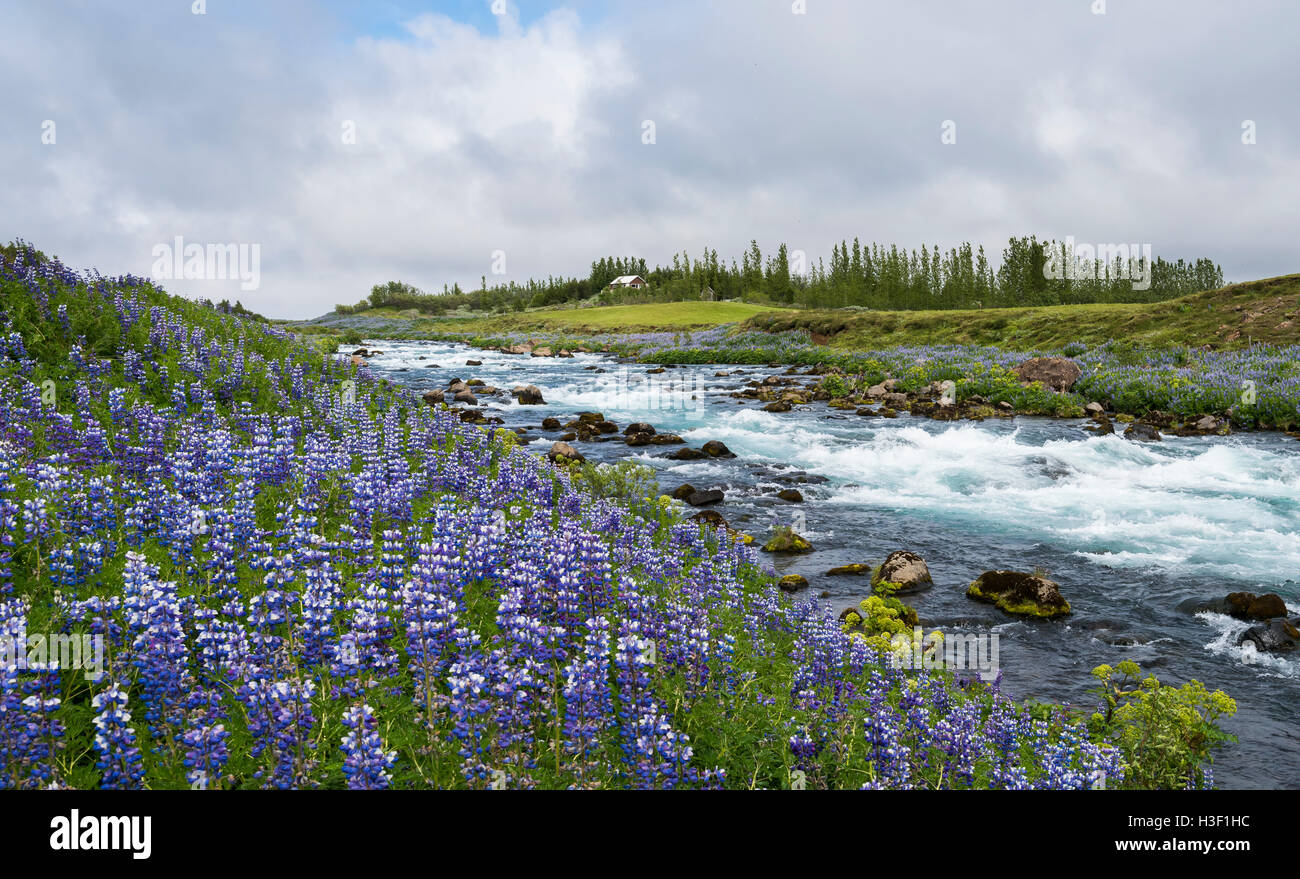 Fluss Tungufljot in Sudurland mit vielen violetten Lupinen Blumen auf Island. Stockfoto