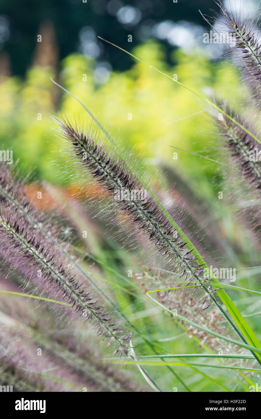 Alopecuroides Lampenputzergras 'Hameln'. Chinesischen Brunnen Grass 'Hameln' Stockfoto