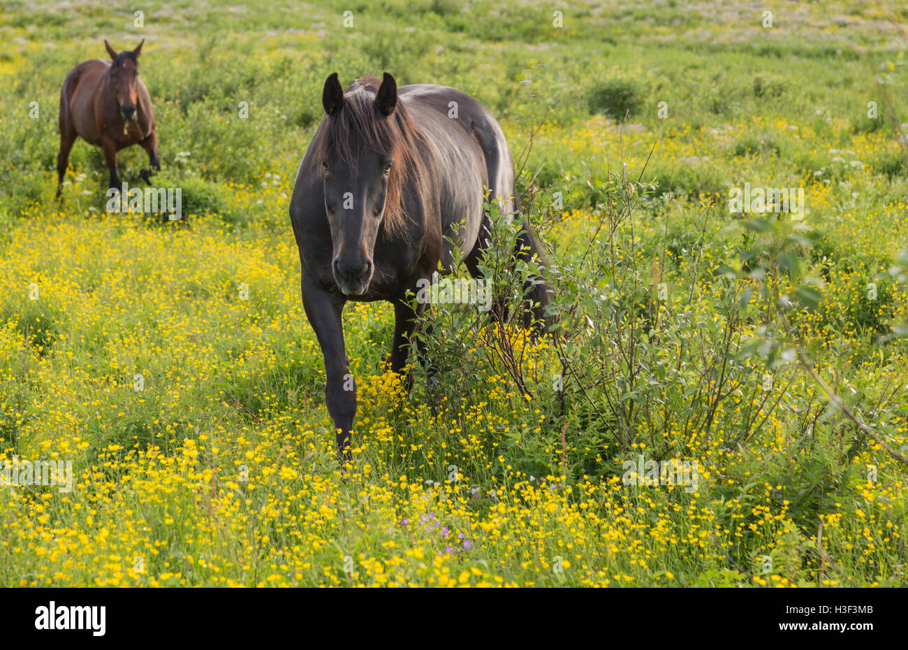 Zwei warme Blut Pferde auf einer Weide zu Fuß Boden unter Wiese Butterblumen, Norrbotten Schweden Stockfoto