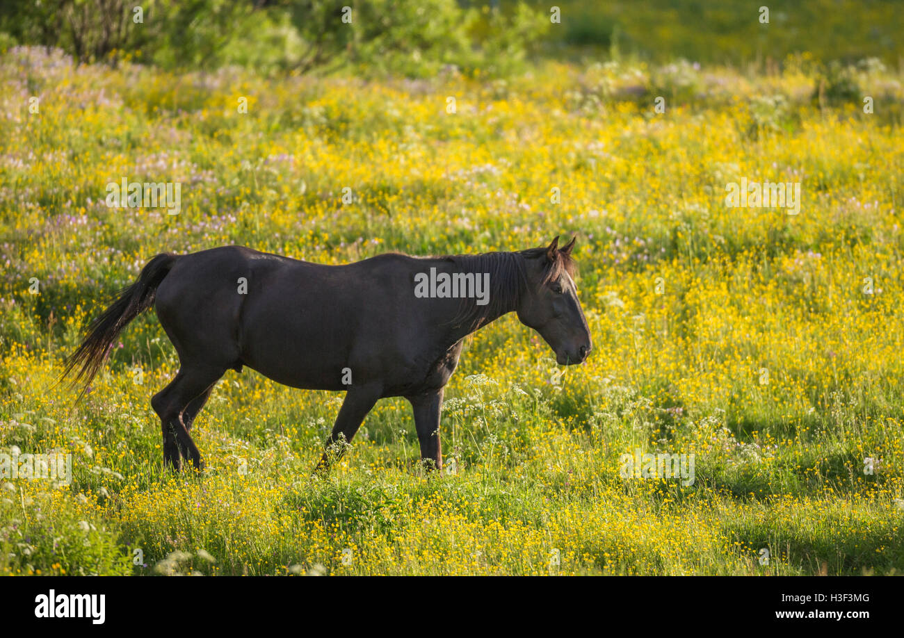 Warmen blooded Pferd, zu Fuß auf einer Wiese mit gemeinsamen Hahnenfuß, Norrbotten, Schweden Stockfoto