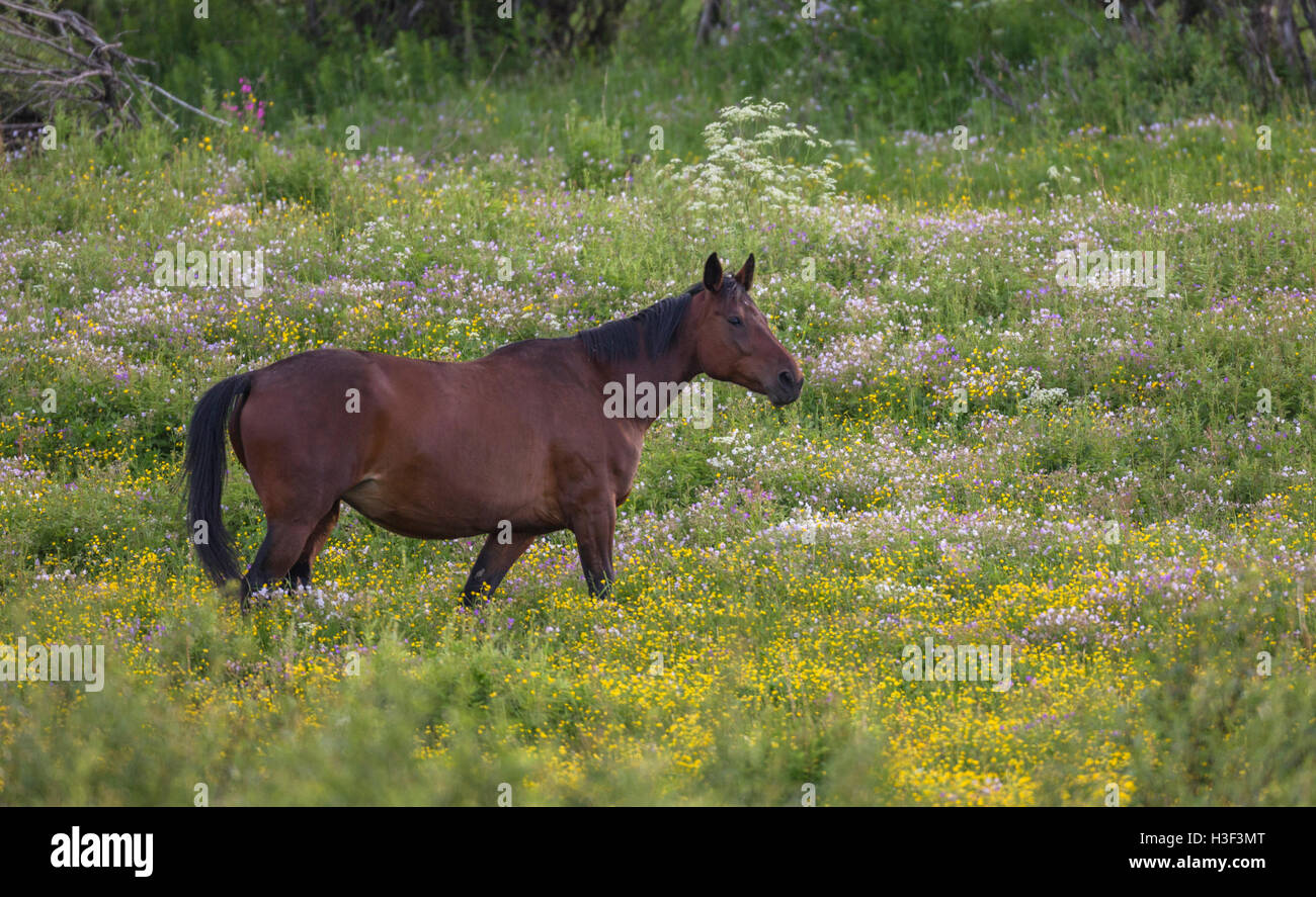 Warmen blooded Pferd, zu Fuß auf einer Wiese mit gemeinsamen Butterblume, wilder Kerbel oder Kuh Petersilie, Norrbotten, Schweden Stockfoto