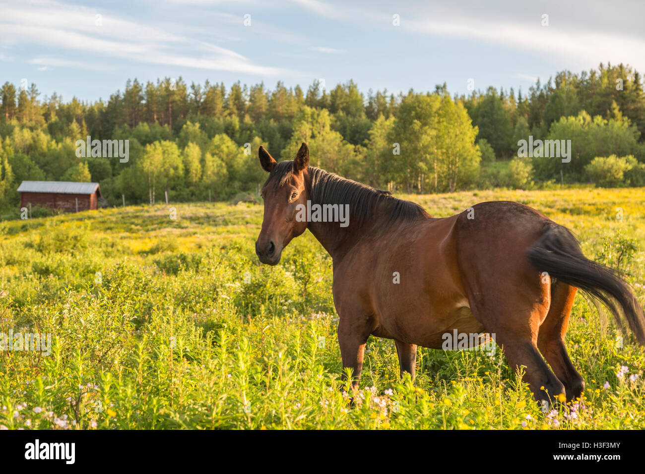 Warmes Blut Pferd auf der Weide Boden im schön warmen Abendlicht Blick in Richtung Kamera, Norrbotten, Schweden Stockfoto