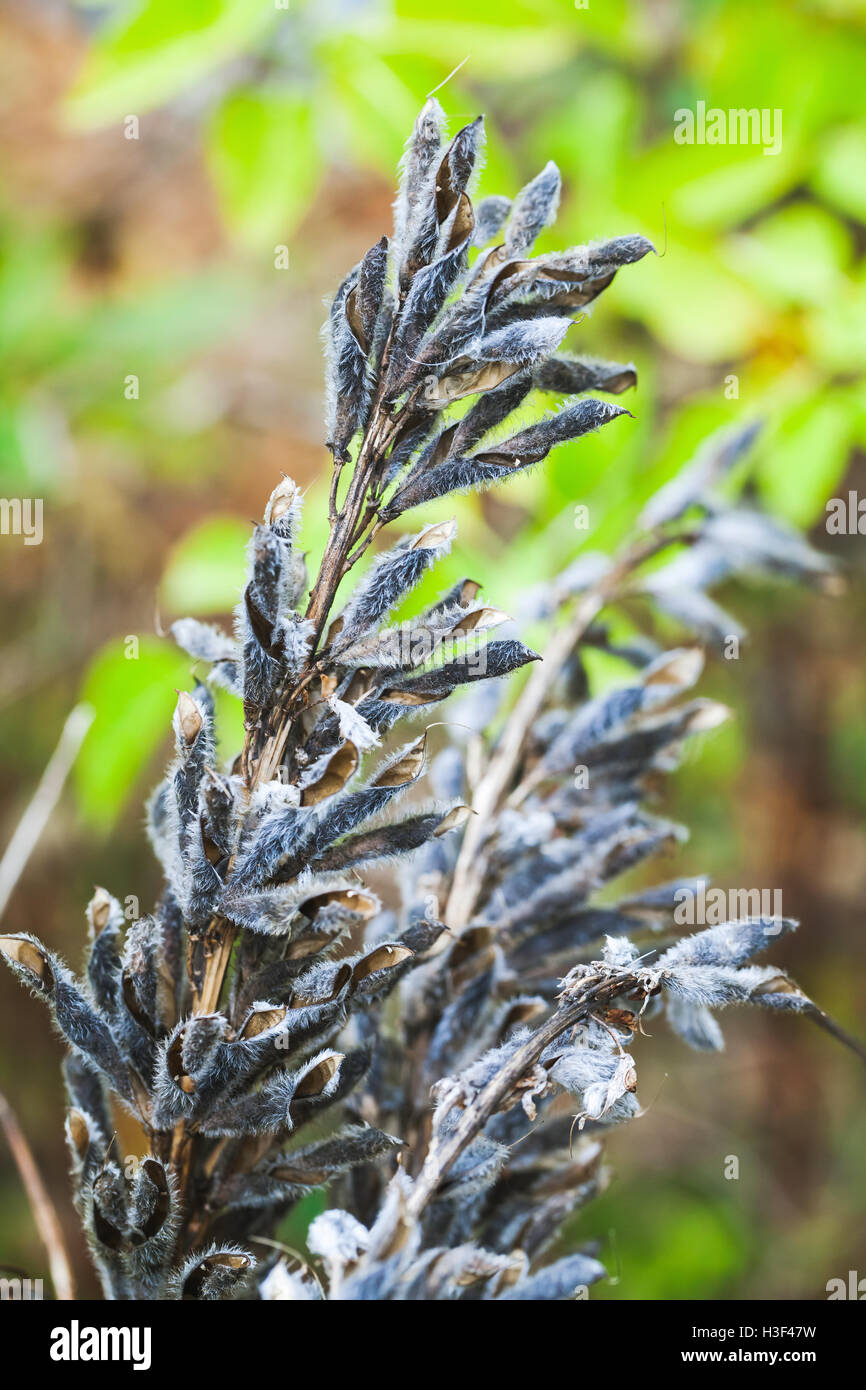 Trockene Samen der lupine Blumen. Closeup vertikale Foto mit selektiven Fokus Stockfoto