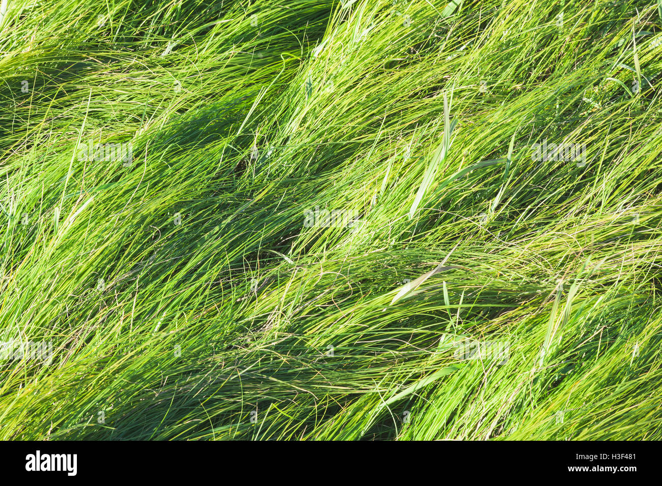 Frischen hellen langen grünen Rasen Hintergrundfoto Stockfoto
