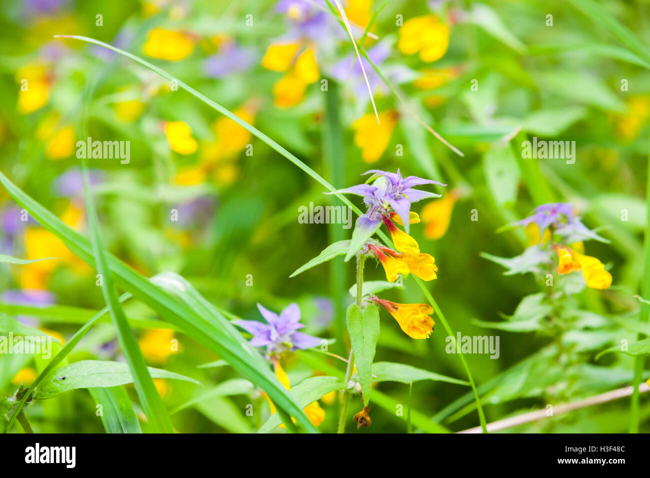 Leuchtend gelben und blauen Blüten Melampyrum Nemorosum bekannt wie Tag und Nacht, Makro-Foto mit selektiven Fokus Stockfoto