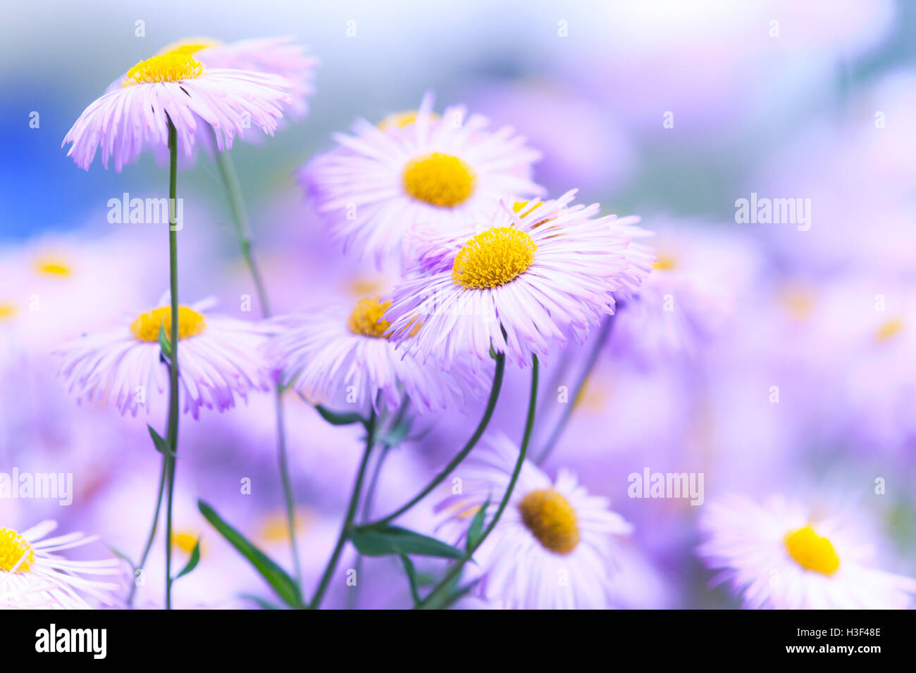 Dekorative rosa Blüten von Aspen Berufkraut Erigeron Speciosus, Familie Korbblütler, Makro-Foto mit selektiven Fokus Stockfoto