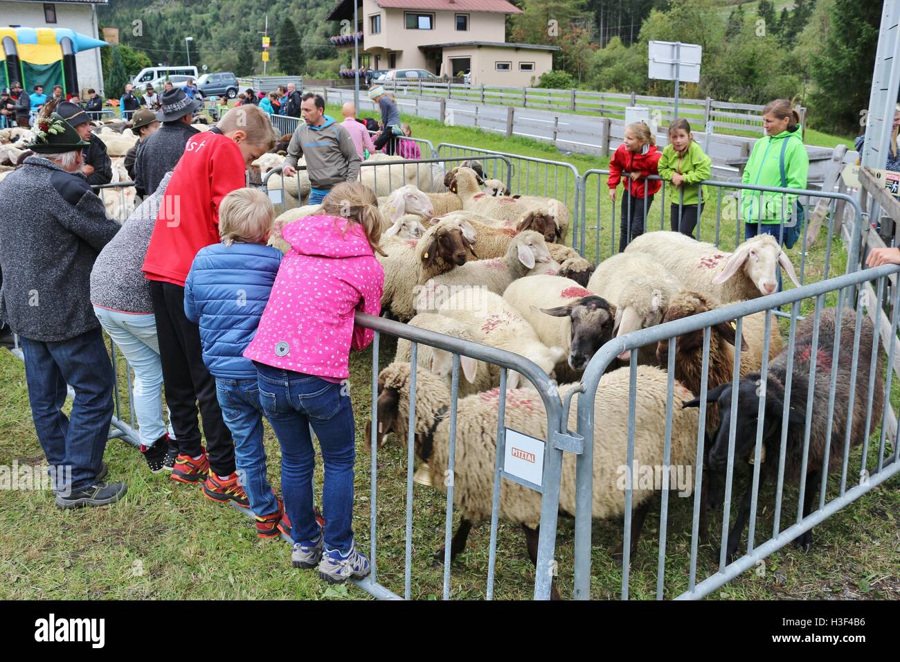 Viele Schafe, gerade von der Alm zurückgekehrt, und Dorfbewohner. Nach der traditionellen Herden im september, Tirol, Österreich. Stockfoto
